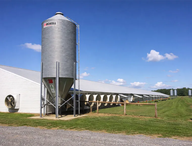 Heavy Duty Steel Structure Poultry House HDG Bolts Connection Steel Frame Farm Buildings