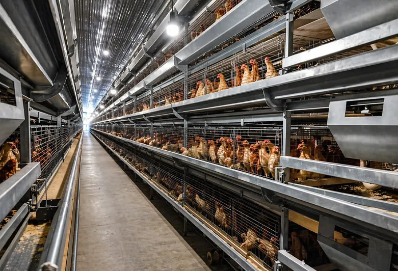 Catalog Steel Structure Poultry House