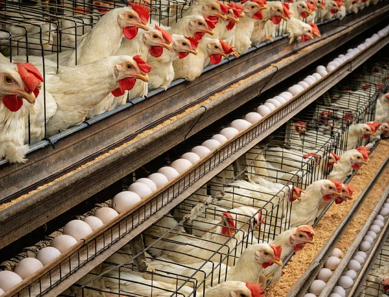 Modular Steel Structure Chicken House Broiler House Farm Shed Poultry Building Prefabricated Warehouse Buildings