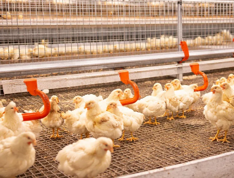 Customized Light Steel Frame Chicken House Building