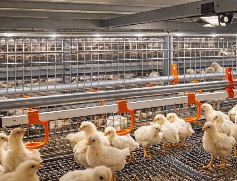 Modular Steel Structure Chicken House Broiler House Farm Shed Poultry Building Prefabricated Warehouse Buildings