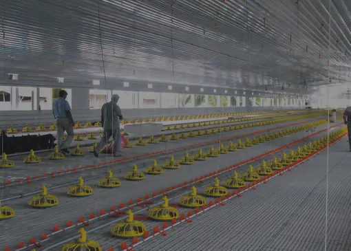 Catalog Steel Structure Poultry House