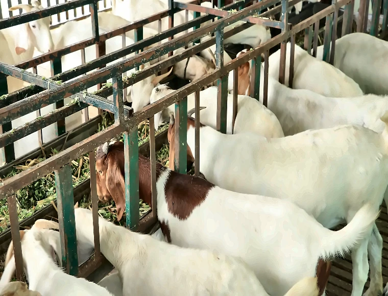 Prefabricated Steel Goat Farming House with Aluminum Alloy Windows and Glass Wool Roof Cladding