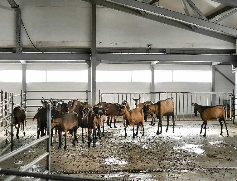 Aluminum Alloy Window Goat Farming House Prefabricated Steel Building With Sandwich Panel Glass Wool Roof Cladding