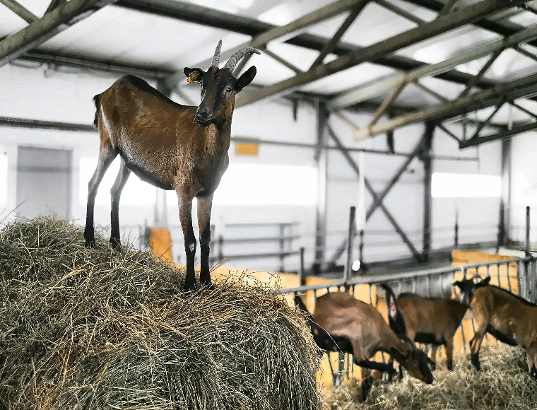 Aluminum Alloy Window Goat Farming House Prefabricated Steel Building With Sandwich Panel Glass Wool Roof Cladding