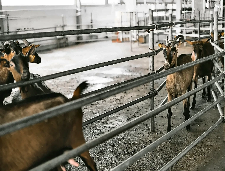 Aluminum Alloy Window Goat Farming House Prefabricated Steel Building With Sandwich Panel Glass Wool Roof Cladding